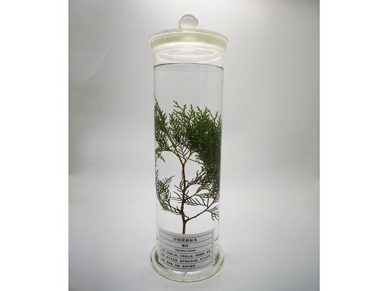 中藥浸制標本-側柏